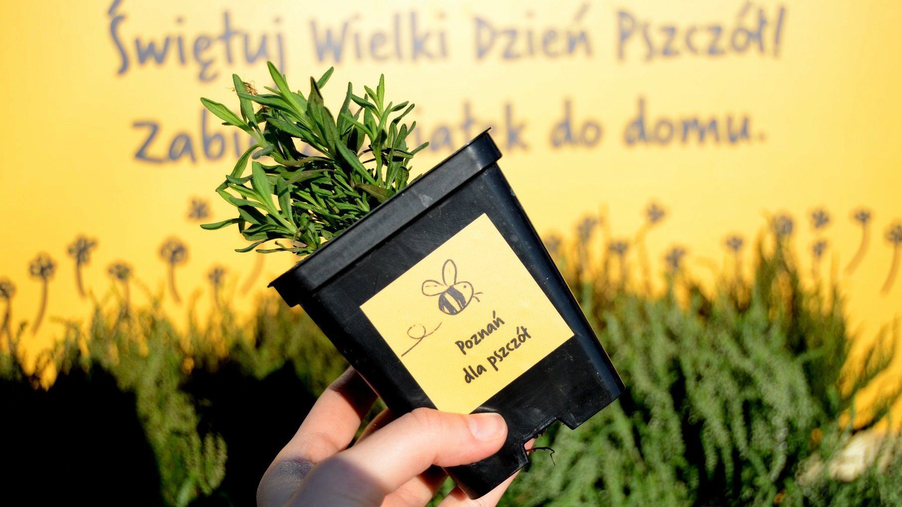 doniczka z rośliną i logo Poznań dla pszczół