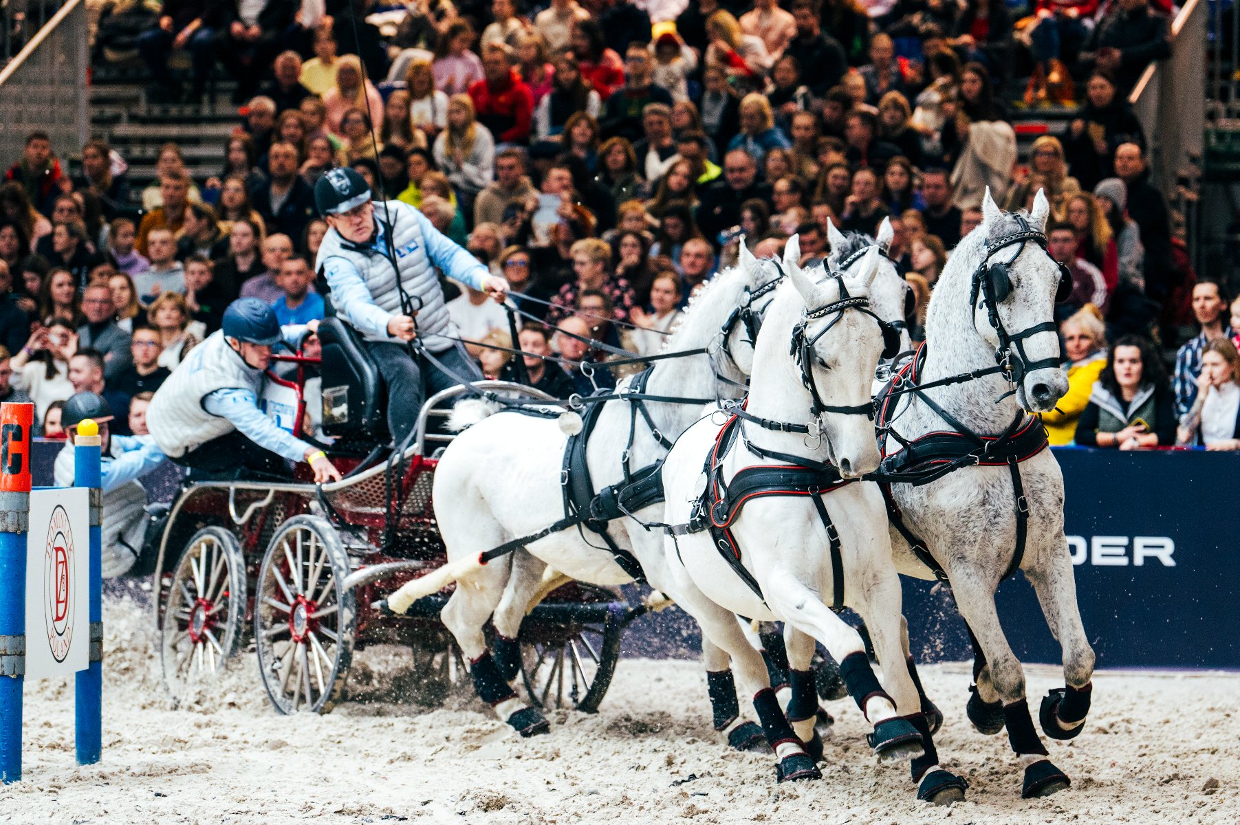 Cztery białe konie ciągną rydwan na zawodach Cavaliady w Poznaniu.