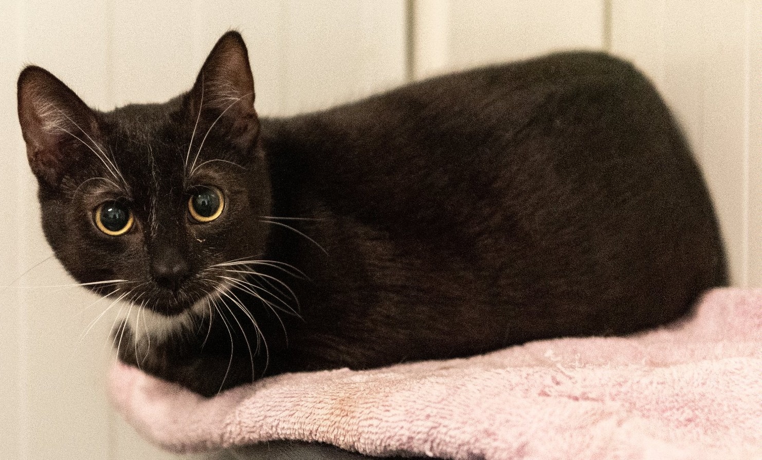 Czarny kot na ręczniku