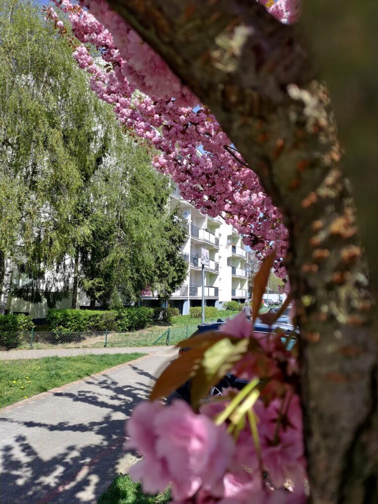 Na pierwszym planie fragment drzewa oraz kwitnące różowe kwiaty na jego gałęziach. Dalej, zielone drzewa oraz blok