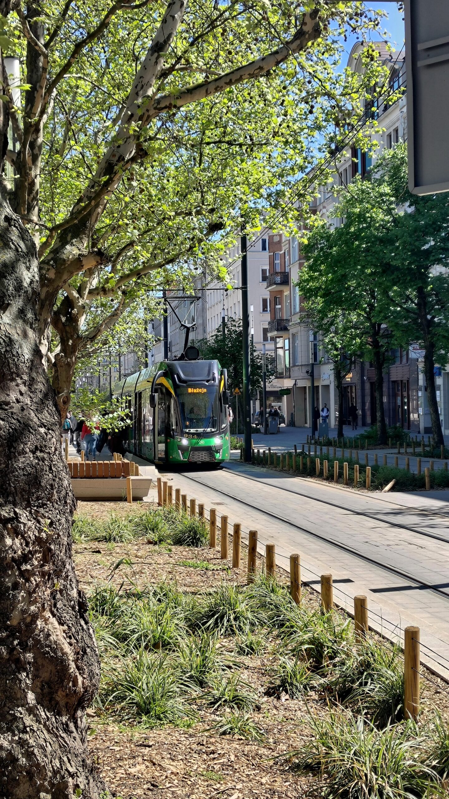 Tramwaj na torowisku, z boków zdjęcia zielone drzewa, w tle elewacje poznańskich kamienic