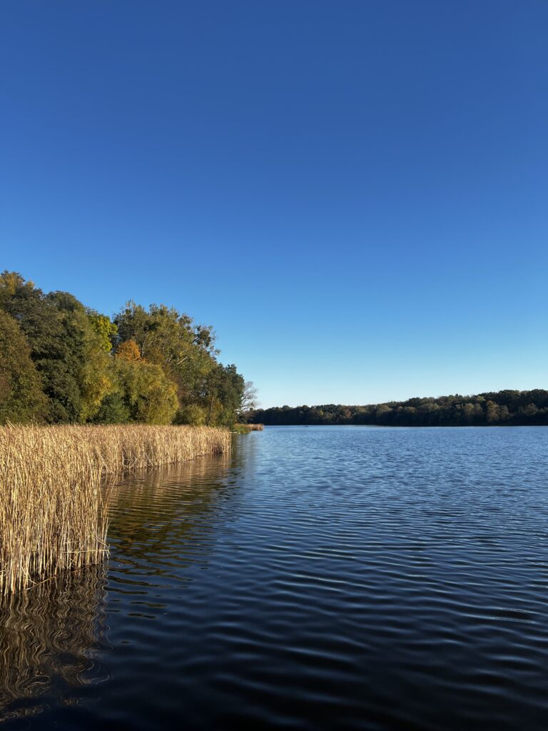 Jezioro Rusałka w Poznaniu, z trzcinami i drzewami rosnącymi wzdłuż brzegu.