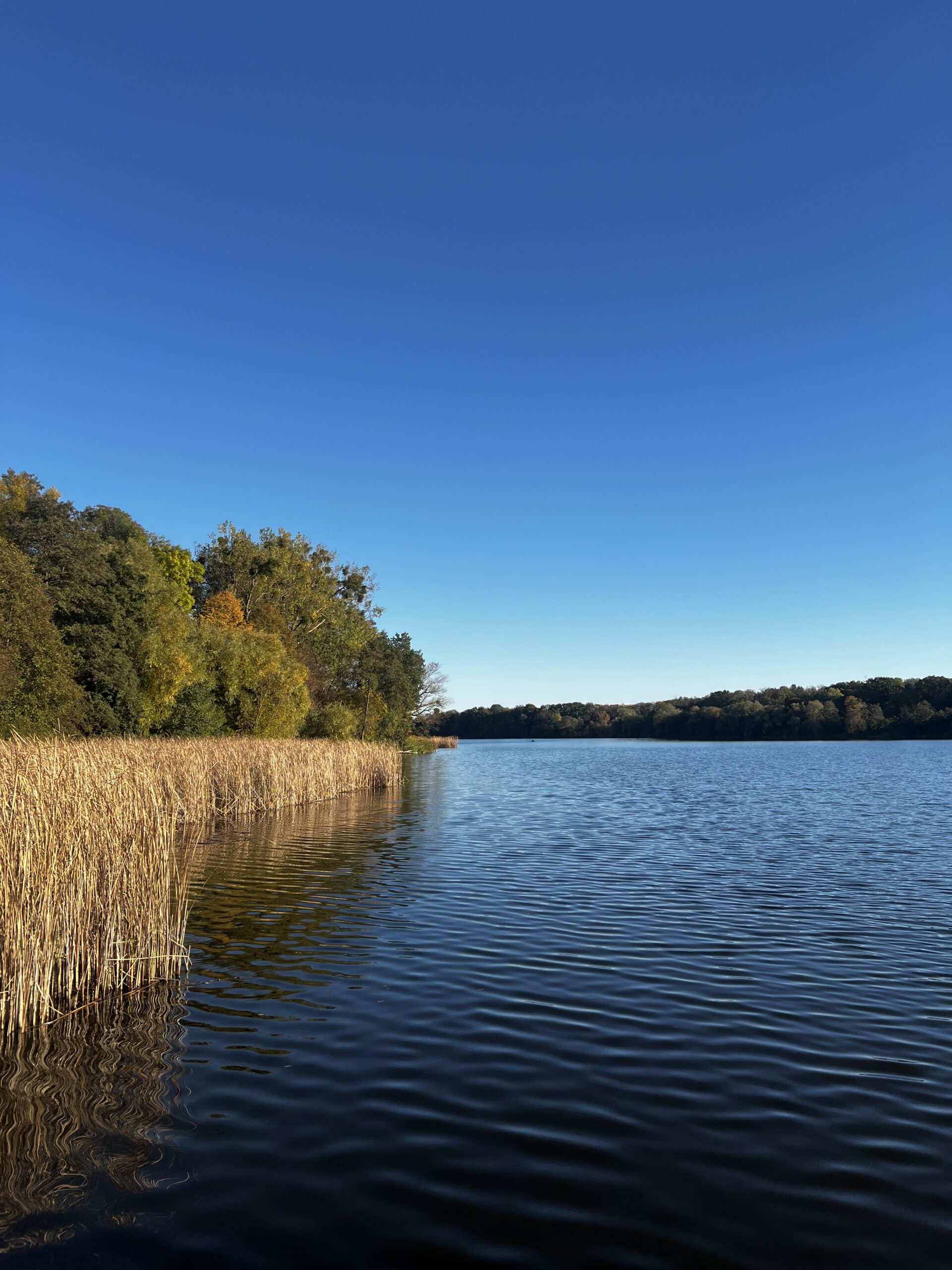 Jezioro Rusałka w Poznaniu, z trzcinami i drzewami rosnącymi wzdłuż brzegu.